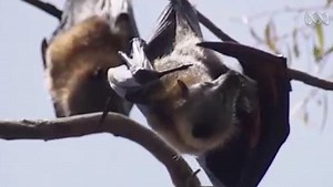 7.30: Scientists study suburban microbats - ABC Education
