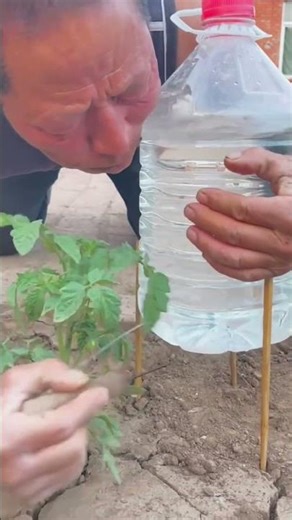 The 5-Minute DIY: Self-Watering System from a Plastic Bottle#HomeGarden #PlantCare #Hacks #HowTo