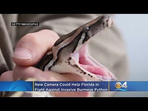 New High Tech Camera Could Help Florida In Fight Against Invasive Burmese Pythons