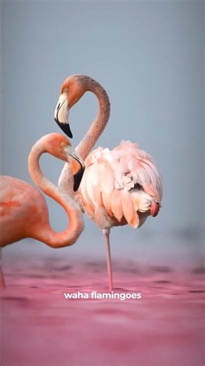 Ye Hai Earth Ki Sabse Strange Lake 😨