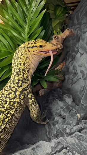 Epic Custom Reptile Enclosure That Stuns!