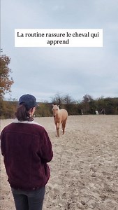 Une routine claire aide le cheval à se repérer dans le travail. Elle stabilise le mental et facilite les progrès. Dans la Formation 2, je te montre comment construire une routine éducative adaptée. 👉 Formation 2 – bvlhorsetraining.com #cheval #ethologie #travailapied #equitation #debourrage | BVL Horse Training