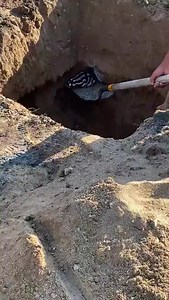 1.4M views · 10K reactions | How I Deal with My Life Problems  | PawTok | Facebook