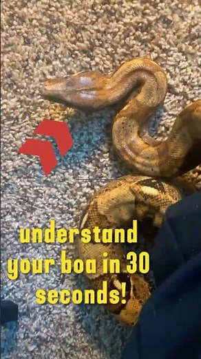Understanding Boa Constrictor Body Language