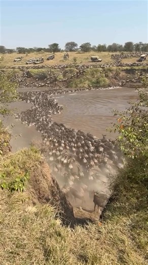 Life in the River Mara A river of drama, courage, and untamed wilderness. The 2026 Wildebeest Migration River Crossings are coming. This is not just a safari; it’s a front-row seat to the epic struggle for survival, where every second pulses with life, death, and breathtaking intensity. What to expect: ✅ Thundering Herds: A relentless, earth-shaking flow of over a million wildebeests charging into treacherous waters. ✅ Agile Zebras: Witness their strategic brilliance as they navigate the chaos.