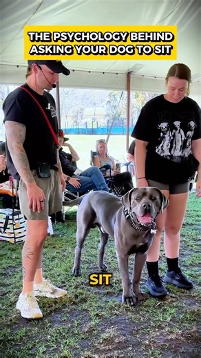 Thomas Davis on Instagram: "Teaching your dog to sit is a lot like parenting. You know how some people do the whole “1… 2… 3…” thing with kids? Yeah dogs don’t need the countdown. They need clarity. If they say “no,” you don’t start counting… you calmly enforce the rule you already gave. That’s how you build respect, trust, and real follow-through. #dogtraining #dogtrainer #balancedtraining #dogbehavior #reactivedog #trainingtips #dogsofig #leadershiptraining #caninetraining #trainingmindset"