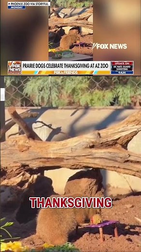 WATCH: Prairie dogs have Thanksgiving FEAST #foxnews #news #us #fox #fox