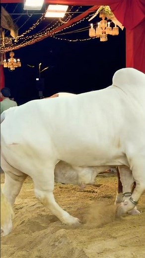 Jameel Memon Mandi 😍 Today's most special cow 🐄 #shorts #cowvideos #cow #viral #bull #animals