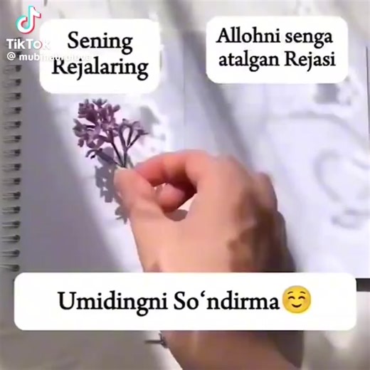 Elif (@elifimm.....33)’s videos with asl audio - Elif