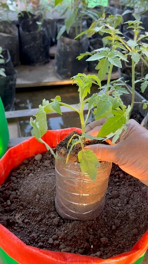1.8M views · 8.7K reactions | Tomato plant care tips using bottle add compost soil #tomato #plants #nature #flowers #plantsofinstagram #garden #plant #plantsmakepeoplehappy #gardening #houseplants #plantlover #green #photography #naturephotography #indoorplants #flower #plantlife #love #succulents #urbanjungle #cactus #art #plantstagram #plantas #homedecor #naturelovers #plantsplantsplants #beautiful #photooftheday #flowerstagram | Rezia Gardening | Facebook
