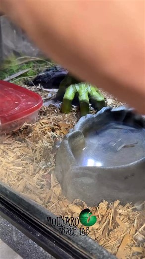 Keary Molinaro on Instagram: "Snake dating 101 Want more videos? Check out our Patreon, YouTube, Facebook or TikTok channels. Link is in the bio! #molinarosnakelab #reptiles #hognose #snakebreeding #biology"