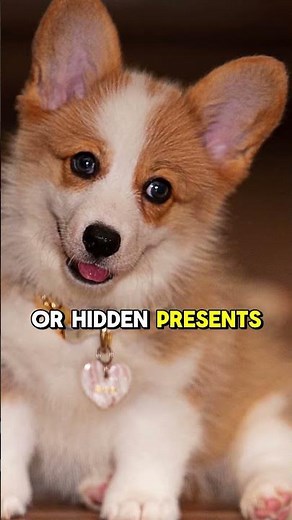 Santa’s Best Friends: 5 Fun Christmas Facts About Dogs!