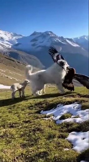 Pyrenean Mountain Dog: Guardian of the Pyrenees