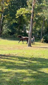 13K views · 488 reactions | Firecracker driving | Tim Anderson Horse Training | Facebook