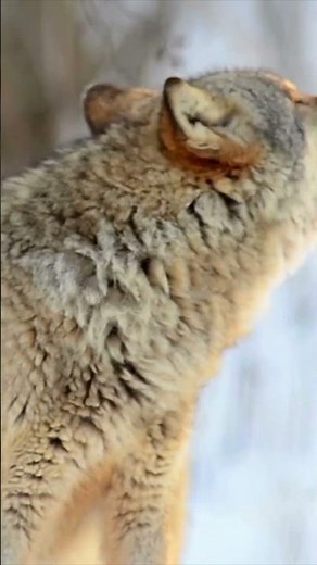 What Sound Does a Wolf Make?🐺