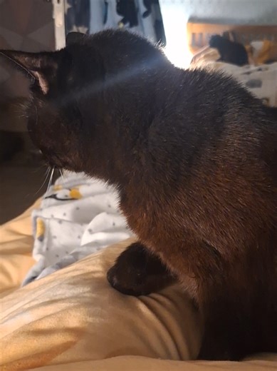 this is my inner monologue everytime Millie decides to sit on my lap, it's still only happened less than 10 times and I've had her for almost 2 years Millie is very affectionate in other ways and often sleeps resting against my legs but she isn't a lap cat so when she decides to be, I soak up every second #blackcat #catsoftiktok #cattok #blackcatsoftiktok