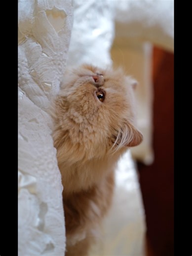 La hermosa canción para los 15 años de una niña