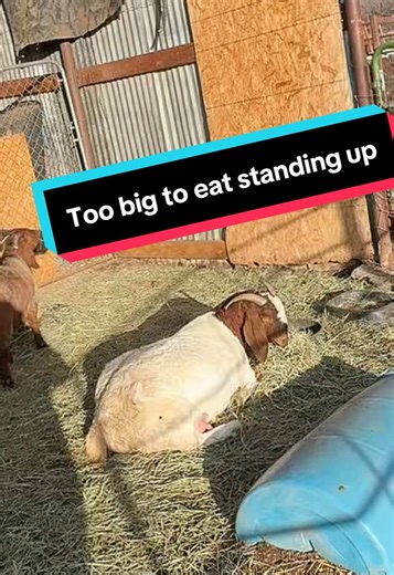 Pregnant Boer Goats in Colorado Community