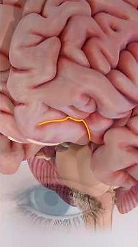 Neural basis of decision-making: The brain circuits behind a decision