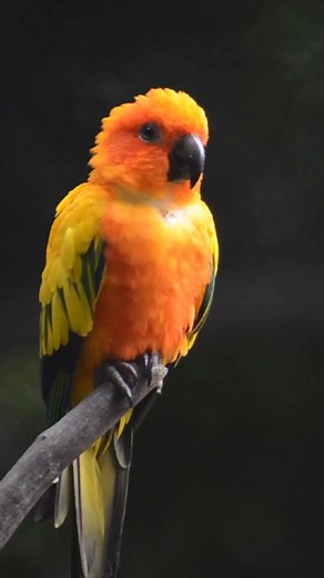 Meet the Sun Parakeet. One of the star birds that birders from all across the world visit Guyana to see. This vibrant and colorful parrot species is found in parts of Guyana. Conservation efforts are ongoing to protect their habitats and reduce trapping, helping to preserve this beautiful species in its natural environment. | Visit Guyana