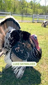 It's a strut-off! Our rescued turkeys at all three locations love to show off their fine feathered dance moves. Who do you think has the best strut? 🗳 Join us in celebrating turkeys by becoming a #TurkeyGuardian to one of these hoofers with a one-time donation of $35: https://bit.ly/3oKWon1 | The Gentle Barn