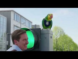 “The Ultimate Parrot Roast Show 🦜💥 | Funniest Talking Parrots Ever!”