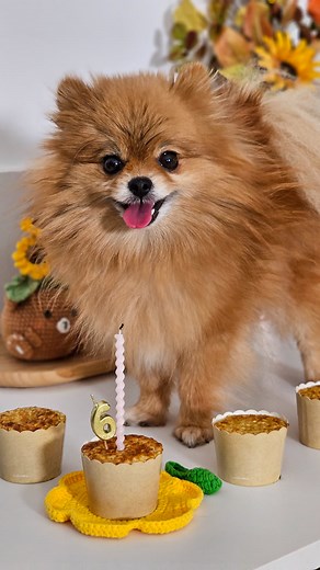 🎂 Gâteau pour chien 🐾 Pour l’anniversaire de Foufouille🧡 j’ai préparé ces mini-muffins sains et moelleux, Ingrédients (pour 4 petits muffins) 1 œuf 70 g de compote de pomme 60 g de Petit Gervais nature (ou yaourt sans sucre) 60 g de flocons d’avoine mixés (ou 45g de farine classique) 1/2 sachet de levure chimique La préparation Melanger le yaourt avec la compote, puis l'œuf, mélanger Incorporez les flocons d’avoine (ou la farine) et la levure chimique. Mélangez. Versez dans des moules à mini-
