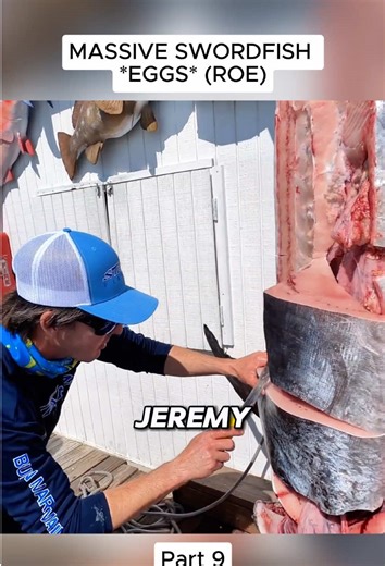 MASSIVE SWORDFISH _EGGS_ (ROE) - Catch Clean and Cook #swordfish #fish #survival #outdoor #fishing #fyp