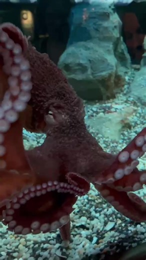 9.8K views · 782 reactions | We are excited to welcome a new giant Pacific octopus to Shedd!  This eight-armed beauty is magnificent in many ways. Each of its eight arms has 280 suction cups, a mini-brain and chemical sensors that allow it to taste and smell its environment. Come and see our new resident in the Oceans gallery—https://bit.ly/3KET6hi. | Shedd Aquarium | Facebook