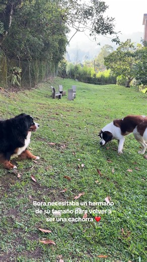 Bora: sus zoomies y cómo volvió a jugar con Bosco