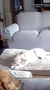 A dog in Oklahoma unintentionally started a house fire after chewing on a lithium-ion battery. The fire was put out by the fire department and all the pets escaped the burning home through a dog door. The owners also escaped without harm. | CBS News