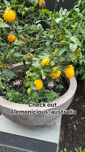ANDREW STARK on Instagram: "‘LEMONICIOUS’ dwarf lemon - the perfect mini ate fruiting tree….. perfect for pots, planters and tubs. Perfect for that compact garden, patio or balcony garden when you want to grow your own fruit. Very little pruning or shaping required. ‘Lemonicious’ has FULL size fruit and very sweetly scented flowers. Get your ‘Lemonicious’ today #andrewstark #andrewstarkgardens #andrewstarkgardendesign #gardendesign #gardendesignmelbourne #hedges #topiary #pruning #gardenreno #ga