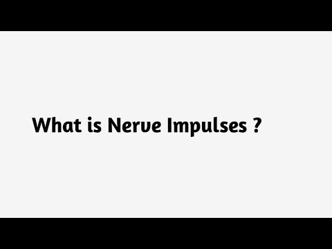 What is Nerve Impulses ?
