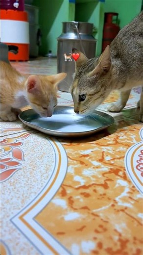 🥹 Mother Cat Feeding Her Adorable Kittens