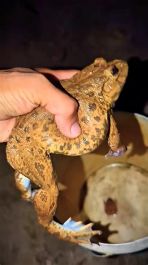 Bonk Bonk the frogs funny | Bullfrog and Toad funny fly or jump | Animal for fun | Funny Frog