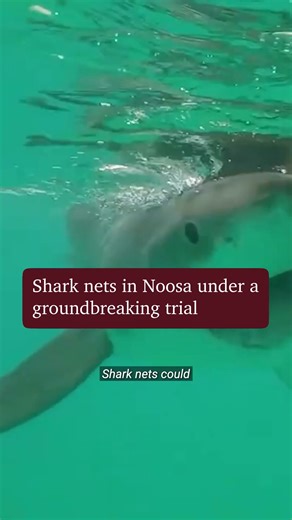 The Noosa Council has unanimously backed a three-month trial of smart drum lines and drone technology to replace controversial shark nets during this year’s whale migration season. Full story: https://bit.ly/4qXWndU | Courier Mail