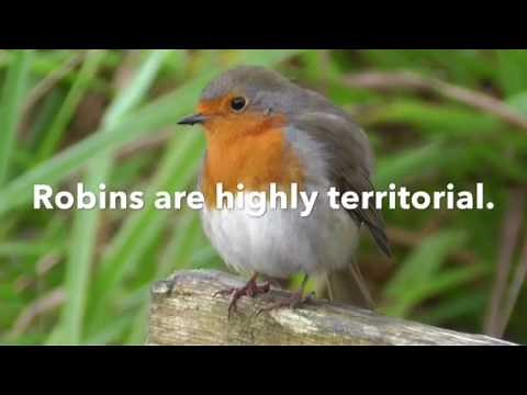 Facts about Robins