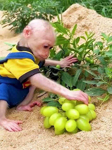 The monkey eats the grapes#monkey #grapes #cutemonkey