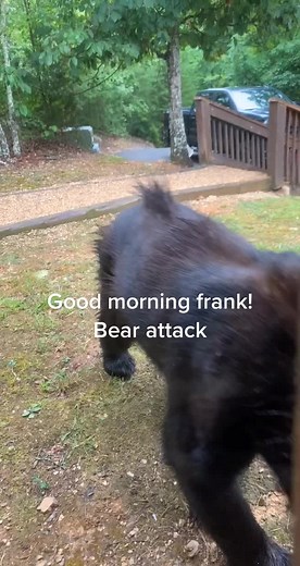 Smoking mountains cabin! #foryoupage #wildlife #bear