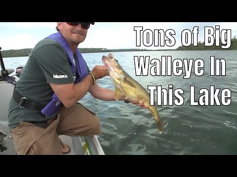 Catch Hundreds Of Walleye In This Lake | Fish'n Canada