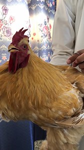 مرغیوں میں سانس کی بیماری اور علاج Mycoplasma infection in poultry #CRD #vet_physivian #poultry #Newcastledisease #diagnosis | Vet physician