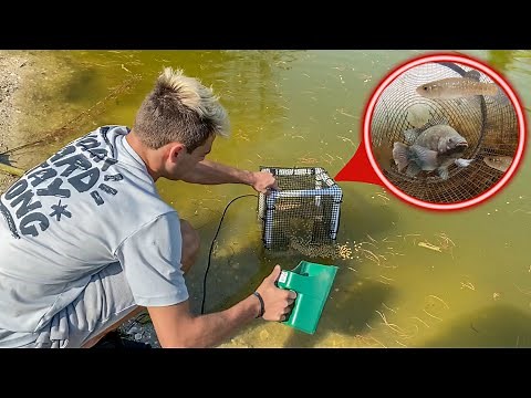 DIY TRAP CATCHES FISH in My Own POND!! *FEEDING*