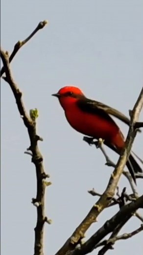 Churrinche (Pyrocephalus rubinus) Macho y hembra #avesdeluruguay #bird #urbana #nargeo #avesdelmundo