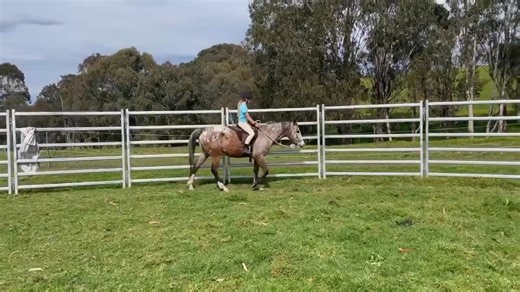 My littlest wannabe "horse trainer" in training! With guidance Lil is carefully starting Netti & oh my goodness I couldn't be more proud. This family of horse mad mum 3 kids are just so dedicated to learning and continually improving beyond any expectation! When mum Emily was considering a youngster for Lilly to work with I knew gentle sweet Netti would be a wonderful prospect for her😊 I love nothing more than watching my clients succeed and grow on their Horsemanship journey. I better watch my
