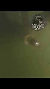 Commercial diver #hullboatdivers no limits💯👍🏻prop maintenance🛠️the way it gets done.. commercialdiver.net #toolboxtalk | Therussian