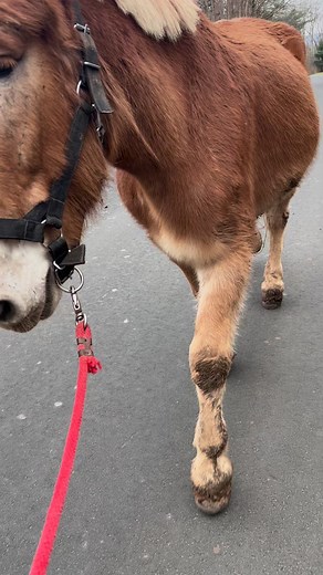 3.2K views · 184 reactions | Today Honor decided he wanted some extra attention and seemed to be a little off. He wasn’t interested in his grain or hay and seemed uncomfortable. I gave him a dose of pain meds and took him on several walks during the day. By the evening he was eating grain and hay. As we always do we will watch him closely to make sure he continues to improve and be ok. | Guardians Farm | Facebook