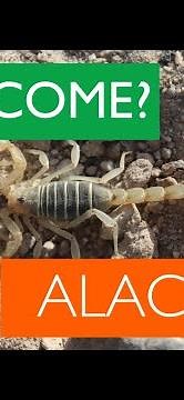 ¿Qué comen los alacranes? - ¿De qué se alimentan los alacranes