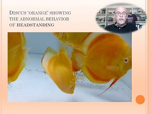 Head standing of Discus: Fish Disease Case nr. 159: Sick Discus, diagnosis and treatment