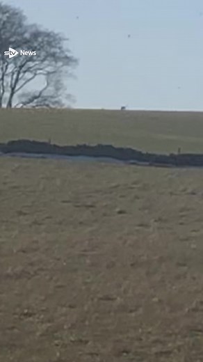 Two men who used dogs to cruelly hunt wild hares given unpaid work. #animalcruelty #hunting #illegal #hares #wildhares #scottishhares #dogs #scottish #sentence #stv #stvnews | STV News