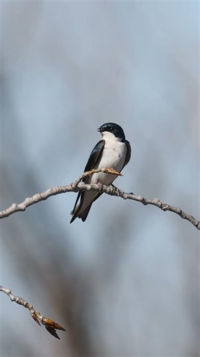 Tree Swallow (Tachycineta bicolor) #naturephotography #nature #treeswallow #swallowbird #songbird
